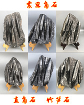 Natural Aurora Hornstone Right Angle Stone Ammonites Pagoda Stone Bamboo Shoots Fossils Paleontology Fossils Popular Science Specimens Mountain Stone