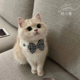 Шарф, галстук-бабочка, чокер, нагрудник, трикотажный слюнявчик, милый декор