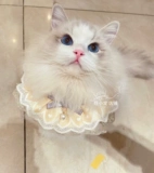 Шарф, галстук-бабочка, чокер, нагрудник, трикотажный слюнявчик, милый декор