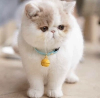 Silent Bell [Антипокационная безопасная пряжка]