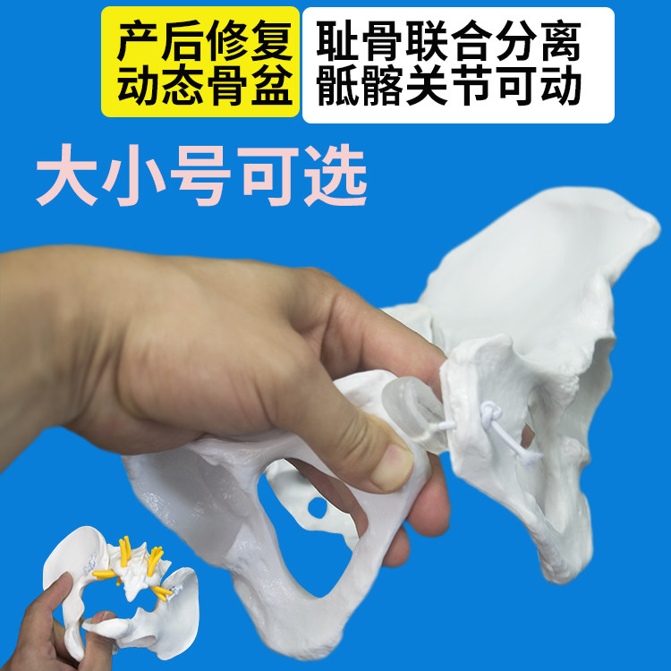 产后修复中心示教女性骨盆动态仿真骨盆耻骨分离撕裂骶髂关节摆动
