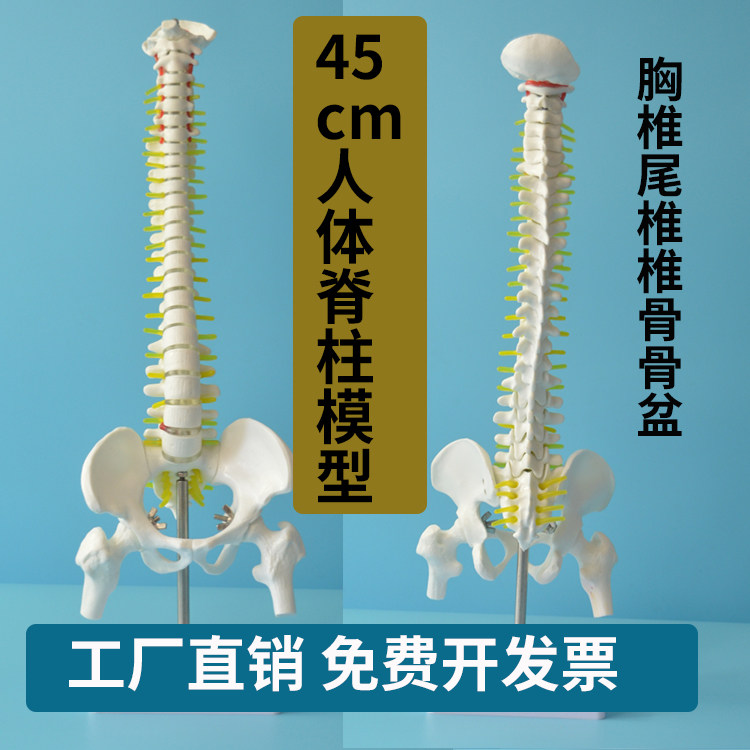 45CM人体脊柱模型人体骨骼大脊椎椎间盘神经颈椎胸椎尾椎椎骨骨盆