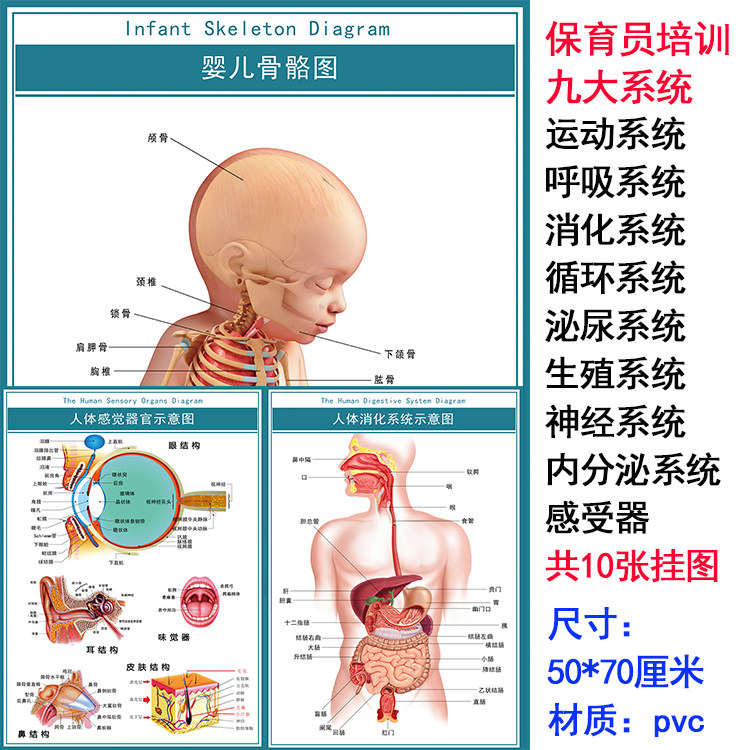 育婴员/保育员实训室人体九大系统挂图教学模型 运动/呼吸/消化等