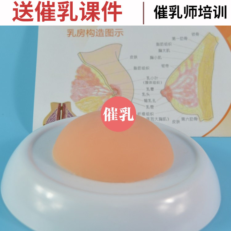 仿真乳房教学模型 催乳师实作教具硅胶乳房模型