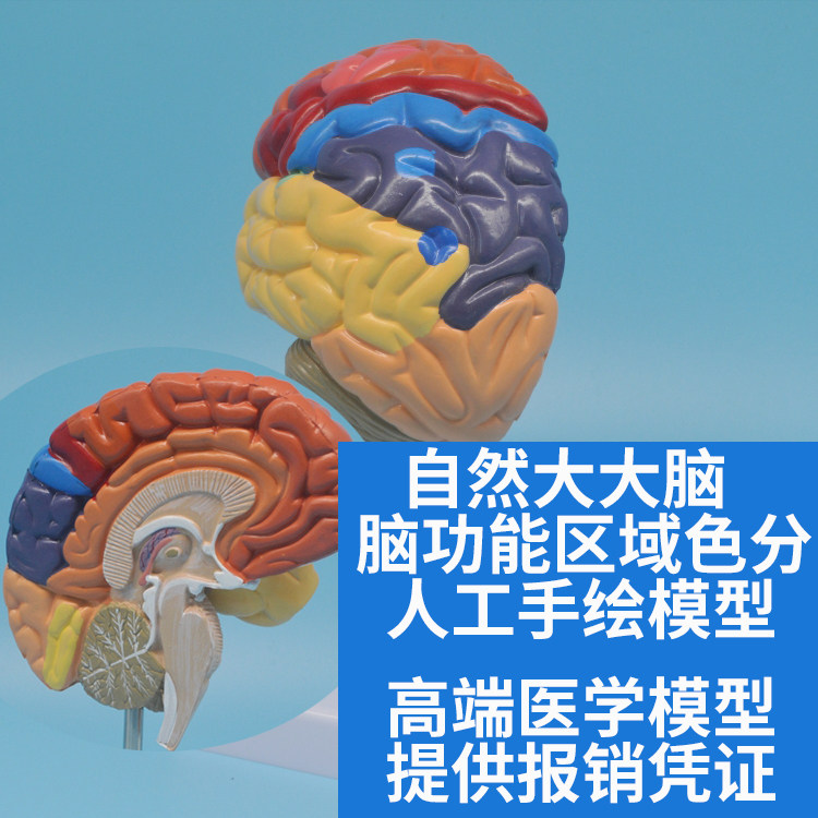 神经内科自然大脑模型 脑功能区域色分模型 人体脑解剖模型构造