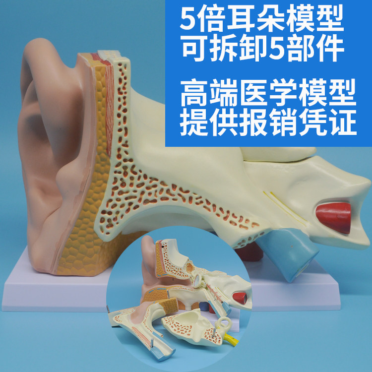 人体听觉系统模型 5倍放大耳朵解剖结构 内耳迷路模型耳鼻喉科