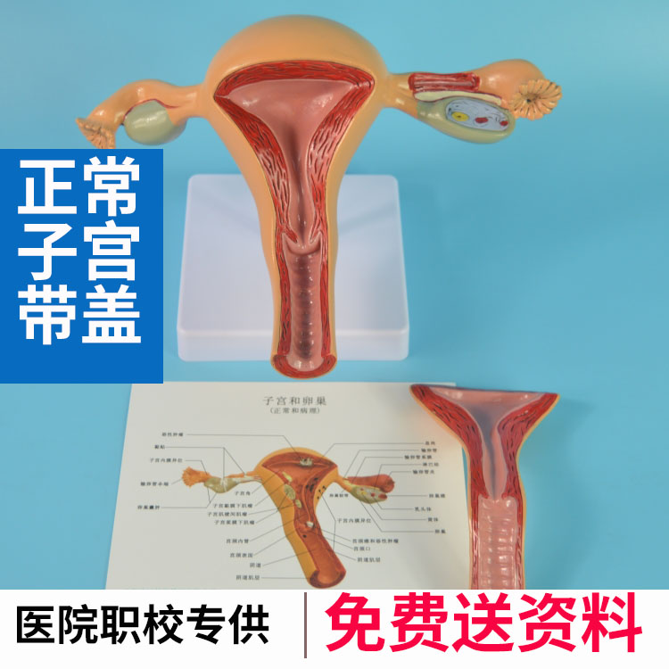 妇产科学教学/产后修复中心 女性内生殖模型女性正常子宫模型带盖