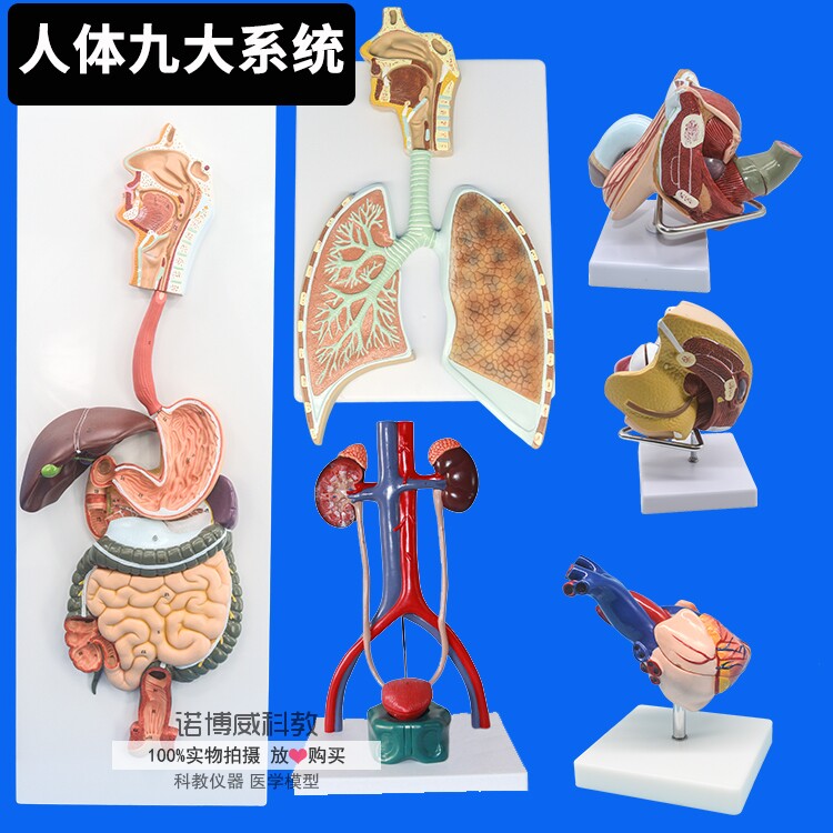 九大人体系统模型 消化/呼吸/泌尿/生殖/神经/内分泌眼耳心脏解剖