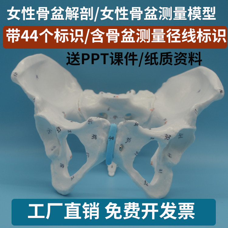 女性骨盆解剖模型女性骨盆测量模型含44个标识和骨盆平面径线标识
