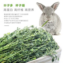 Purple Flower Clover Grass 2021 New Grass Natural Drying Clover Grass Young Rabbit Dragon Cat Guinea Pig 1KG Pet Grain Grass