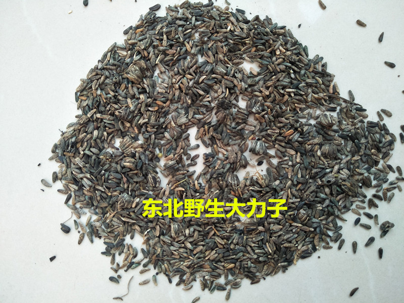 Northeast Wild Burdock Vigorous Seed Vigorous Seed Burdock Seeds Wild Burdock Seed Burdock 500 gr