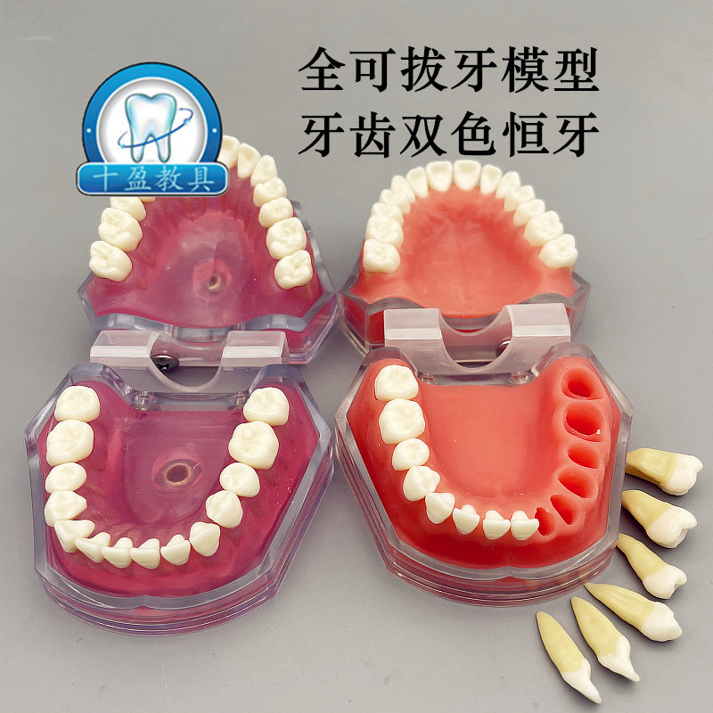 牙科口腔教学生练习拔牙模型 全口可拆卸牙齿软牙龈 28颗双色恒牙