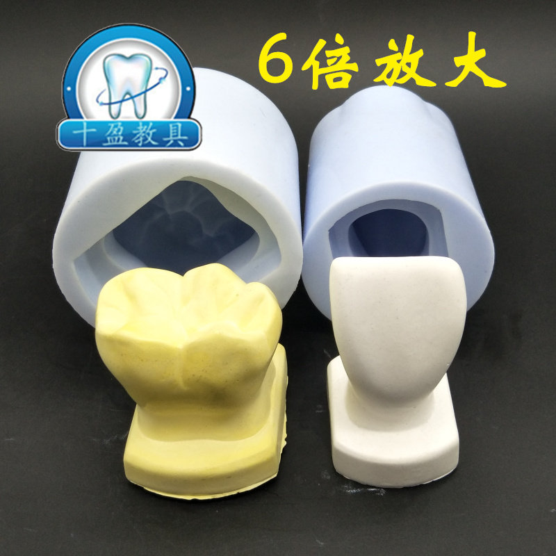 牙科口腔材料 6倍放大硅胶阴模 制作石膏牙齿模具 磨牙 切牙 单颗