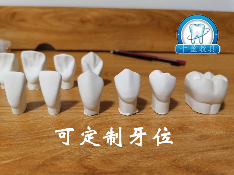 牙科口腔 3倍4倍石膏牙模型 认识牙齿 形态解剖 雕牙指导模型单价