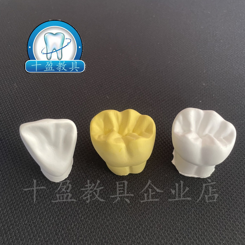 牙科口腔3倍4倍超硬石膏牙 练习雕刻门牙磨牙 示范雕牙参照模具