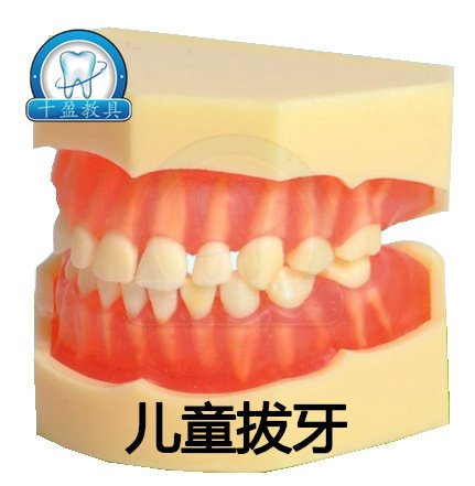 牙科口腔教学 标准可拔牙模型  乳牙20颗儿童可拔牙 软牙龈可拆