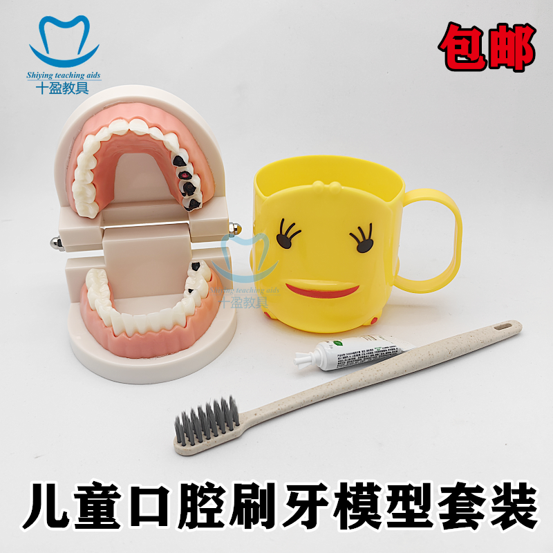 牙科模型 口腔儿童教学刷牙模型 牙科树脂教学模型仿真牙模型包邮