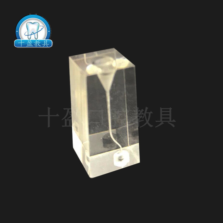 牙科口腔透明根管练习模型 特殊弯曲双弯 牙体牙髓预备 根管充填
