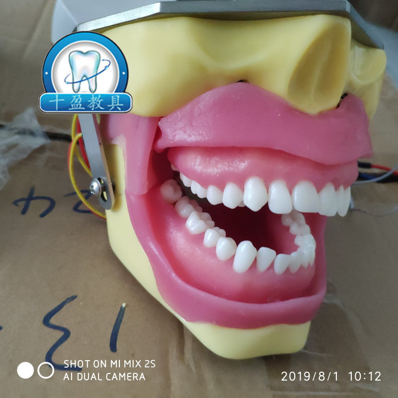 牙科口腔 带蜂鸣器的麻醉实习模型  可安头模