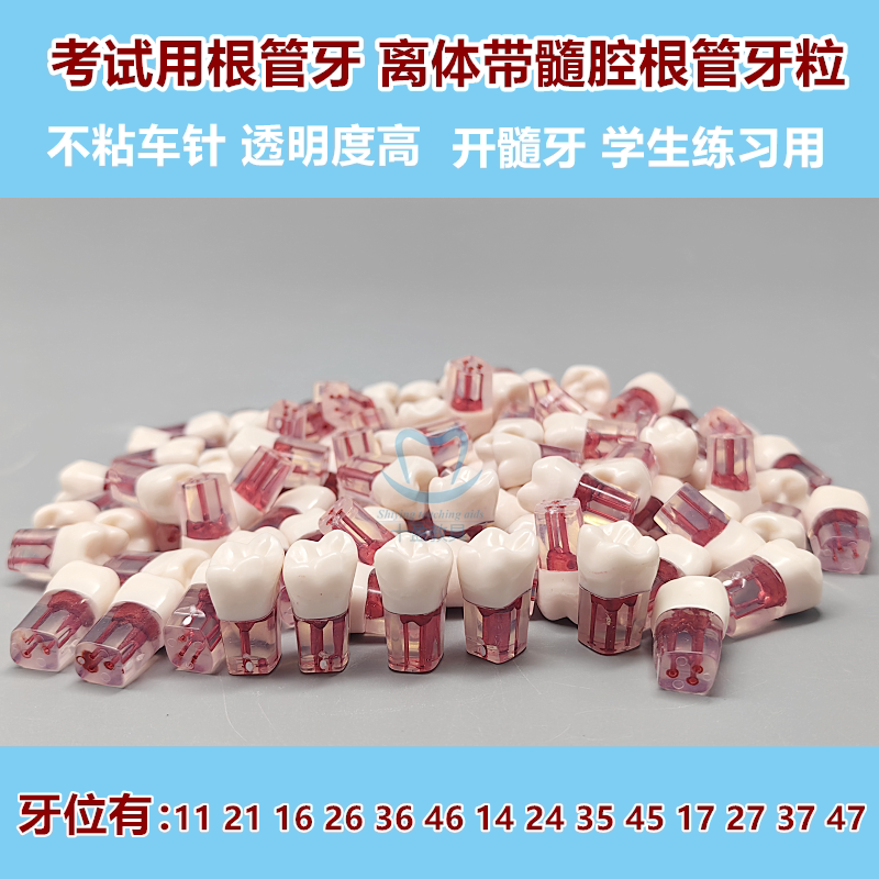 牙医考试练习口腔带髓腔根管牙粒树脂牙备牙练习模型开髓牙粒真牙