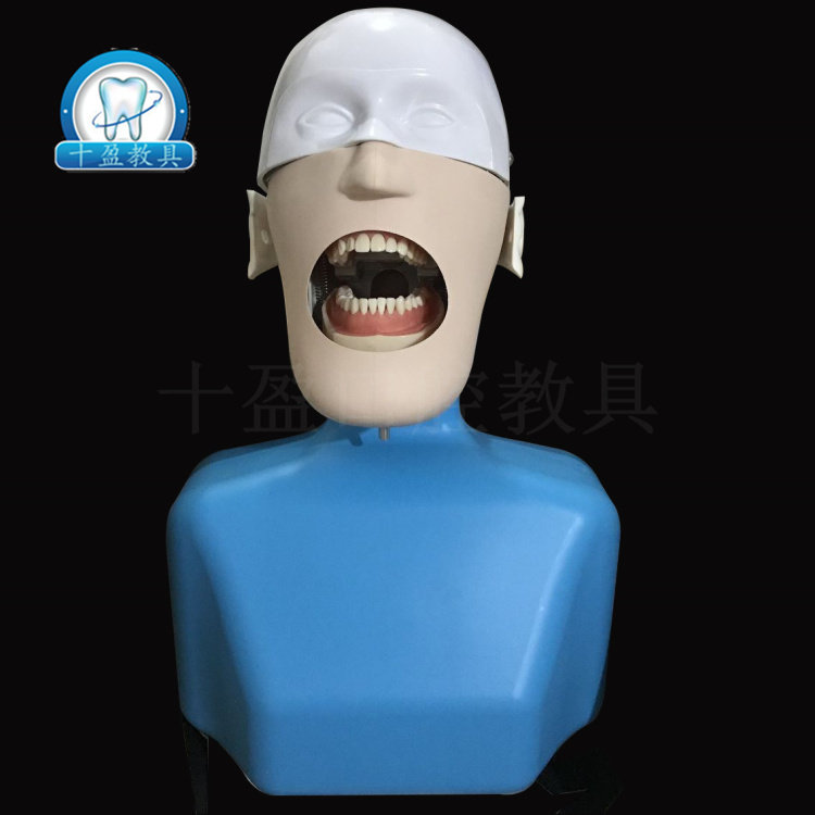 牙科口腔科课教学模型 仿真肩体头模 备牙拔牙牙周刮治练习模型