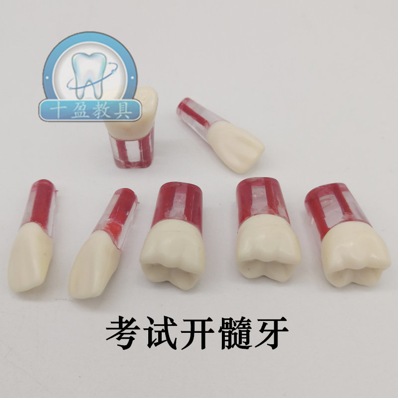 口腔学生练习开髓牙离体牙模型 考试开髓牙粒 根管牙仿真树脂包邮