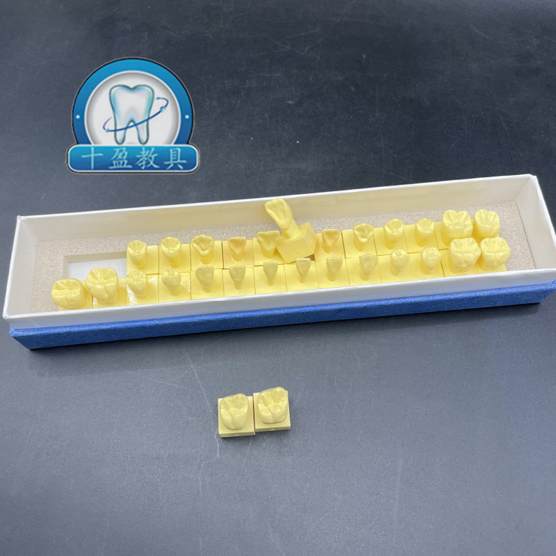 口腔科学生雕刻牙齿指导模型 标准28颗1倍恒牙带底座牙体解剖模型