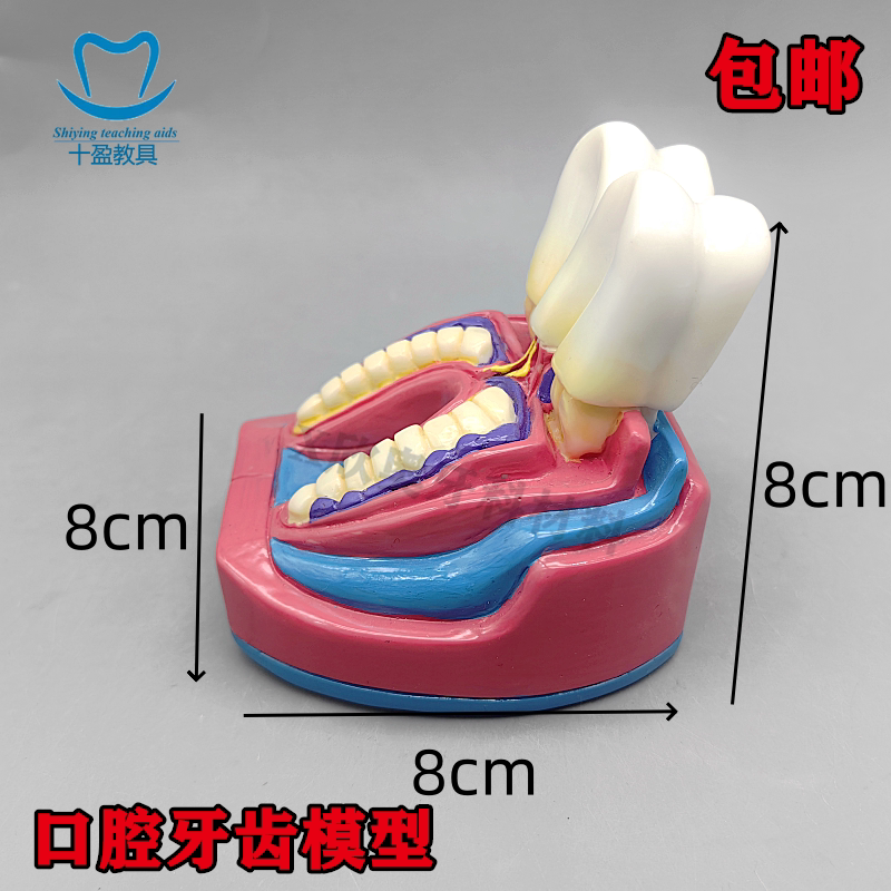 口腔牙齿模型医患沟通模型牙齿口腔模型医疗教学模型牙科教学模型