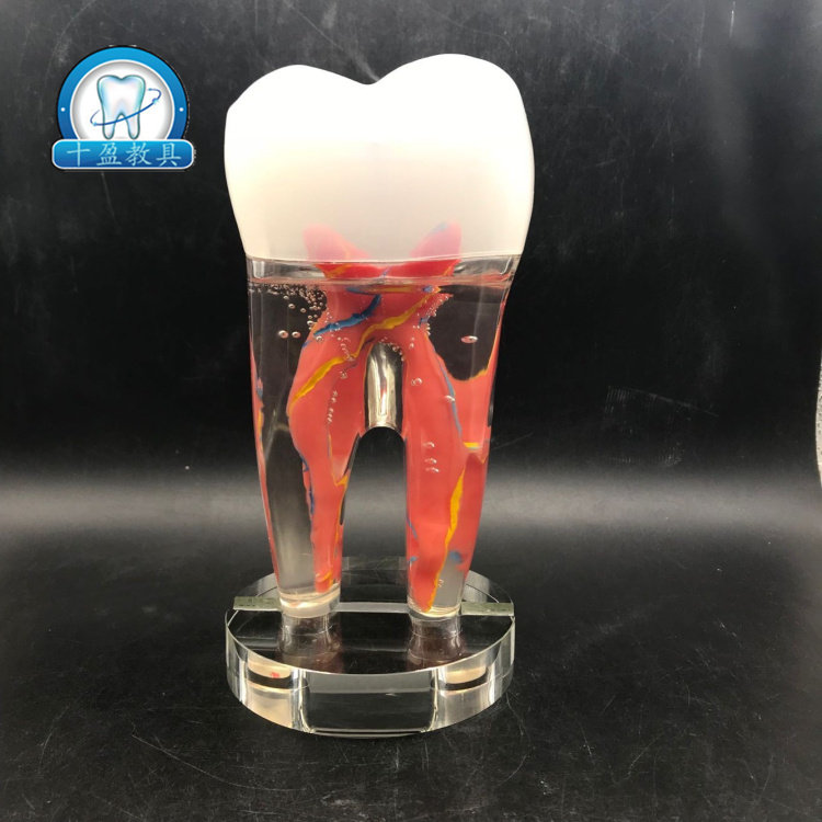 牙科口腔诊所牙齿装饰品 10倍放大牙 黄金线牙体牙髓水晶透明牙齿