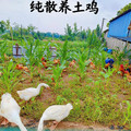 皖西农家散养土鸡蛋的LOGO