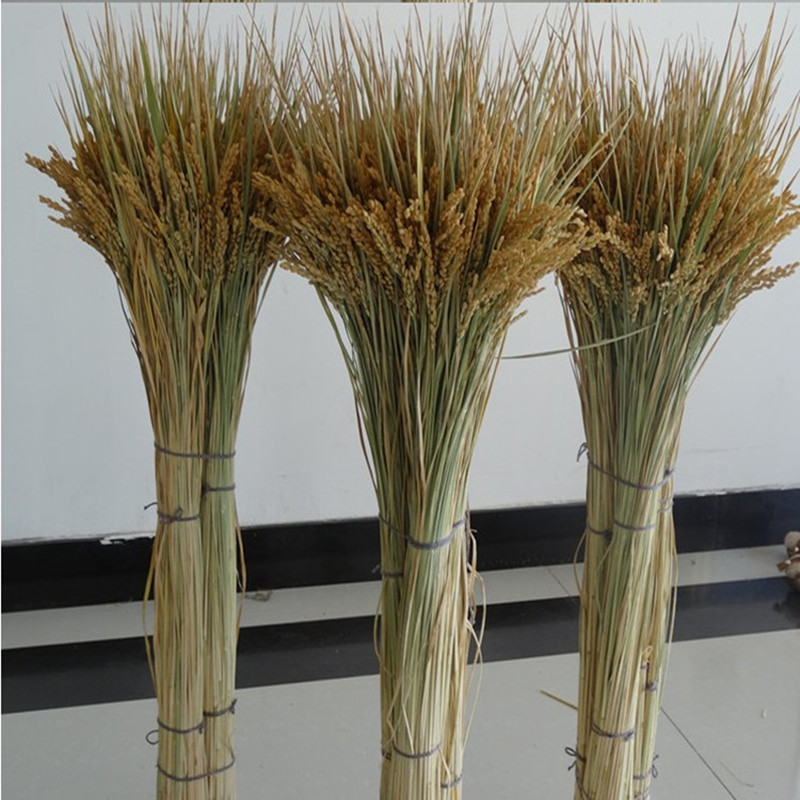 Lúa mì tự nhiên, gạo, hoa khô, thu hoạch, gạo, gạo, mô phỏng trang trí, triển lãm hoa giả, hiệu suất, đạo cụ chụp - Hoa nhân tạo / Cây / Trái cây hoa tulip giả