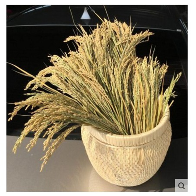 Lúa mì tự nhiên, gạo, hoa khô, thu hoạch, gạo, gạo, mô phỏng trang trí, triển lãm hoa giả, hiệu suất, đạo cụ chụp - Hoa nhân tạo / Cây / Trái cây hoa tulip giả