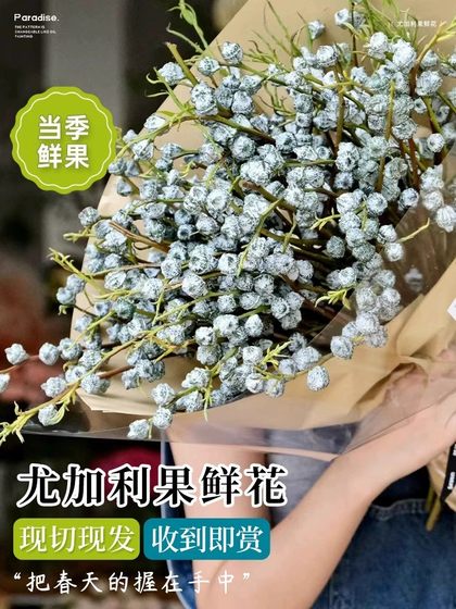 新鲜尤加利果鲜切枝条果实装饰可做干花家庭办公室装饰云南鲜花