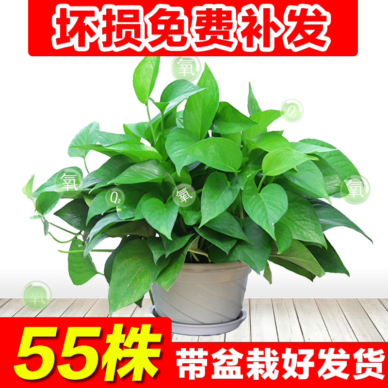 绿萝吊兰水培盆栽办公室内桌面绿植绿航吸除甲醛净化空气花卉植物