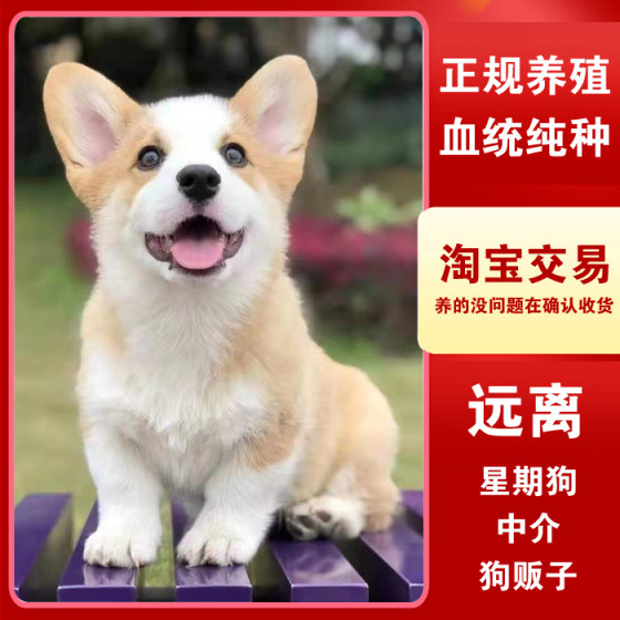 Corgi purebred puppy live dog Corgi pet dog yellow and white two-color short-legged Corgi delivered to your home