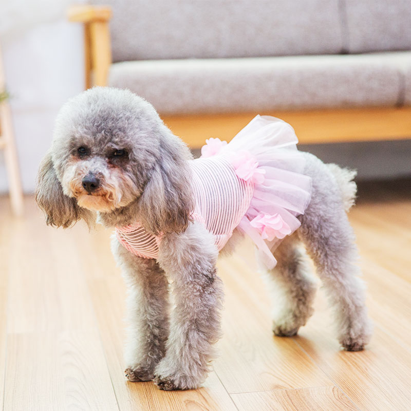 Chó váy quần áo chó con hai chân vest mùa thu Teddy chó nhỏ chó con công chúa váy mùa xuân và quần áo mùa hè - Quần áo & phụ kiện thú cưng áo thú cưng
