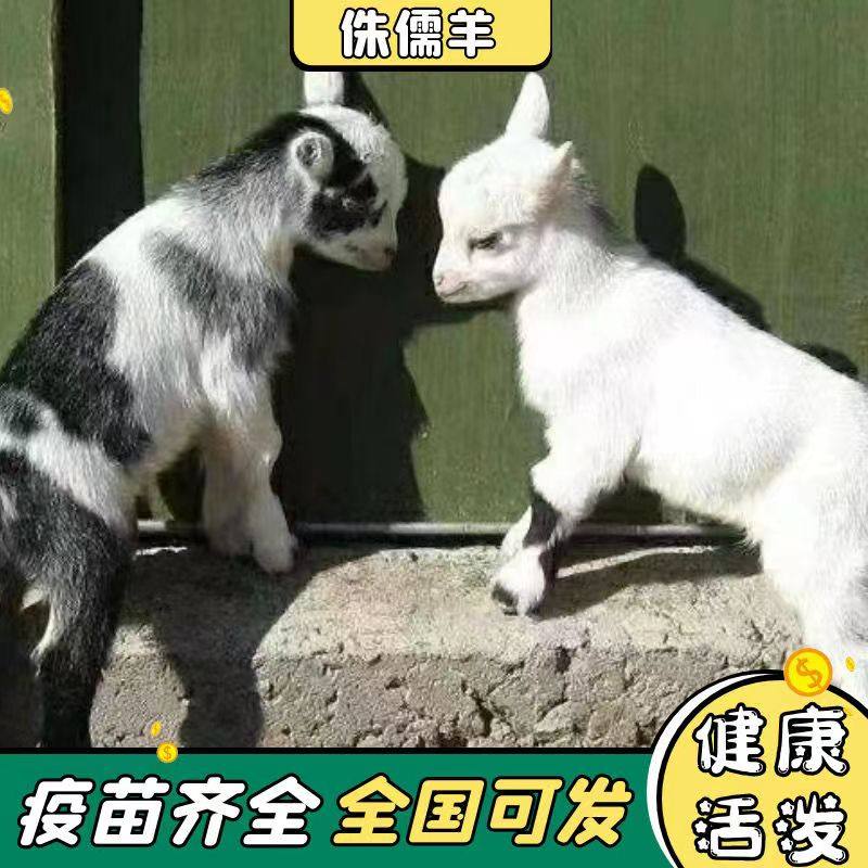 尼日利亚侏儒羊，楼房也能养的小可爱？😉深度解读养殖技巧--淘宝好物网