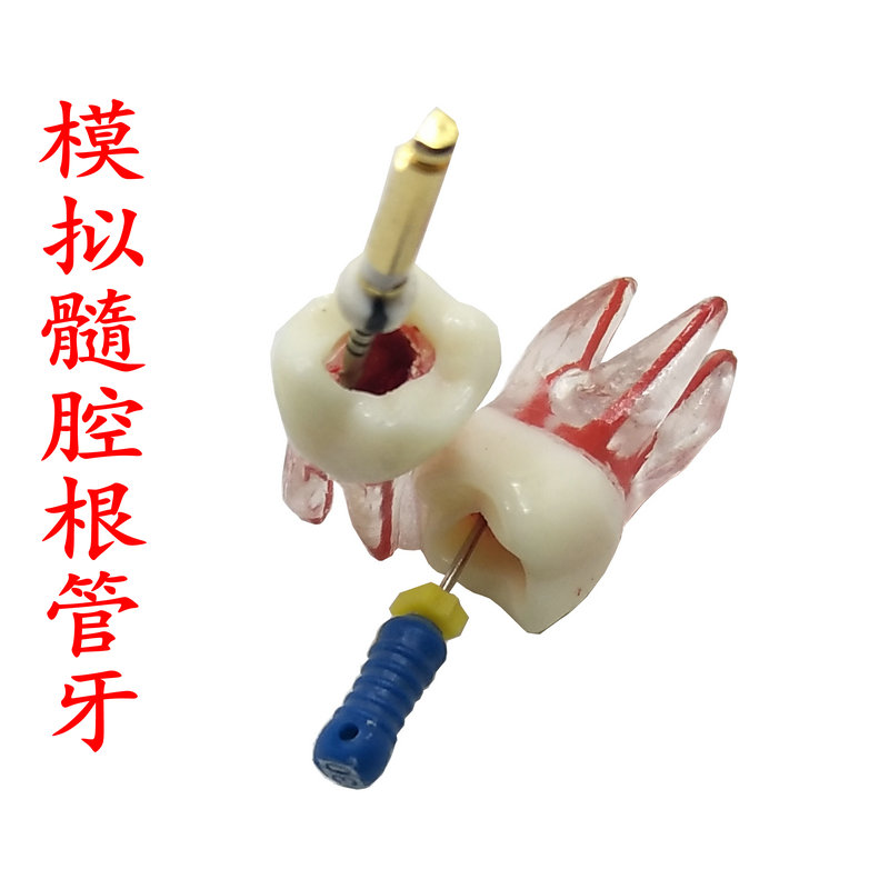 根管仿真离体牙教学练习牙体牙髓根管练习操作根管牙模拟根管牙齿