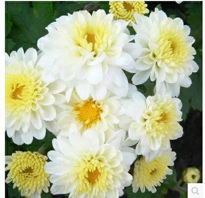 Huangshan tribute ເບ້ຍ chrysanthemum, ເບ້ຍ chrysanthemum ກິນໄດ້, ເບ້ຍ chrysanthemum ຊາ, chrysanthemums ສີຂາວຫ້ອຍ, courtyard balcony potted ດອກ