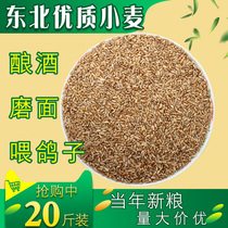 2020 New wheat wheat Northeast belt wheat wheat grass grinding surface winemaking Feed pigeons 20 pounds 10kg