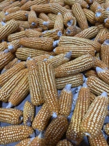 Old corn non-GMO edible dry corn kernels Guizhou farmers own traditional old variety yellow corn 2 pounds