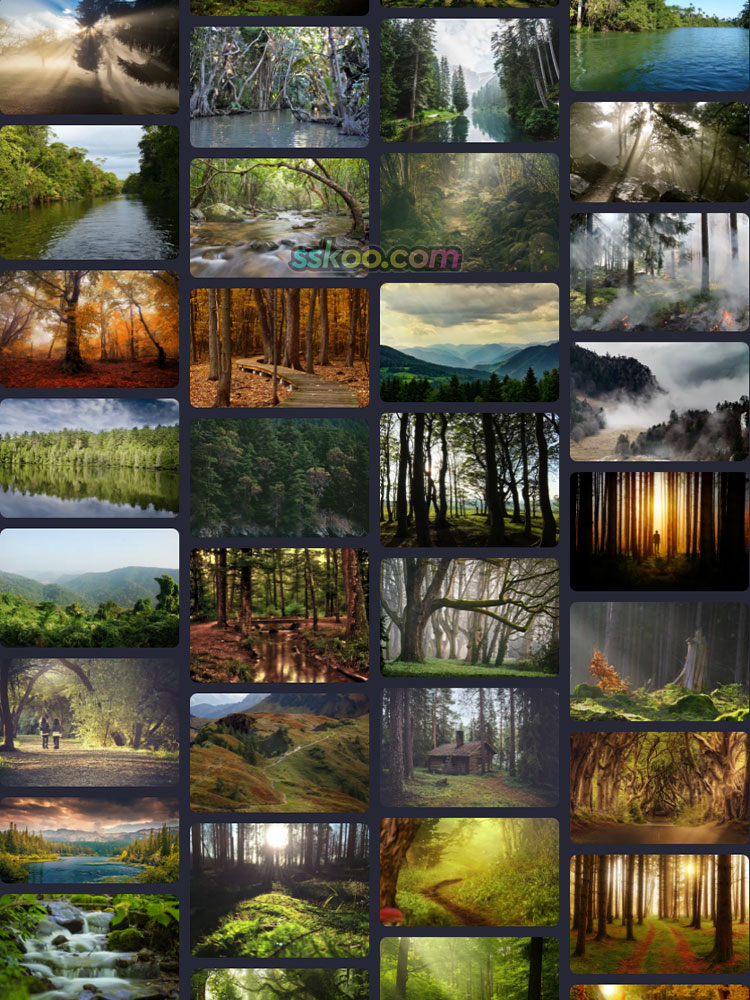 森林树木热带雨林原始老林灌木丛林参天大树植物高清JPG图片素材插图9