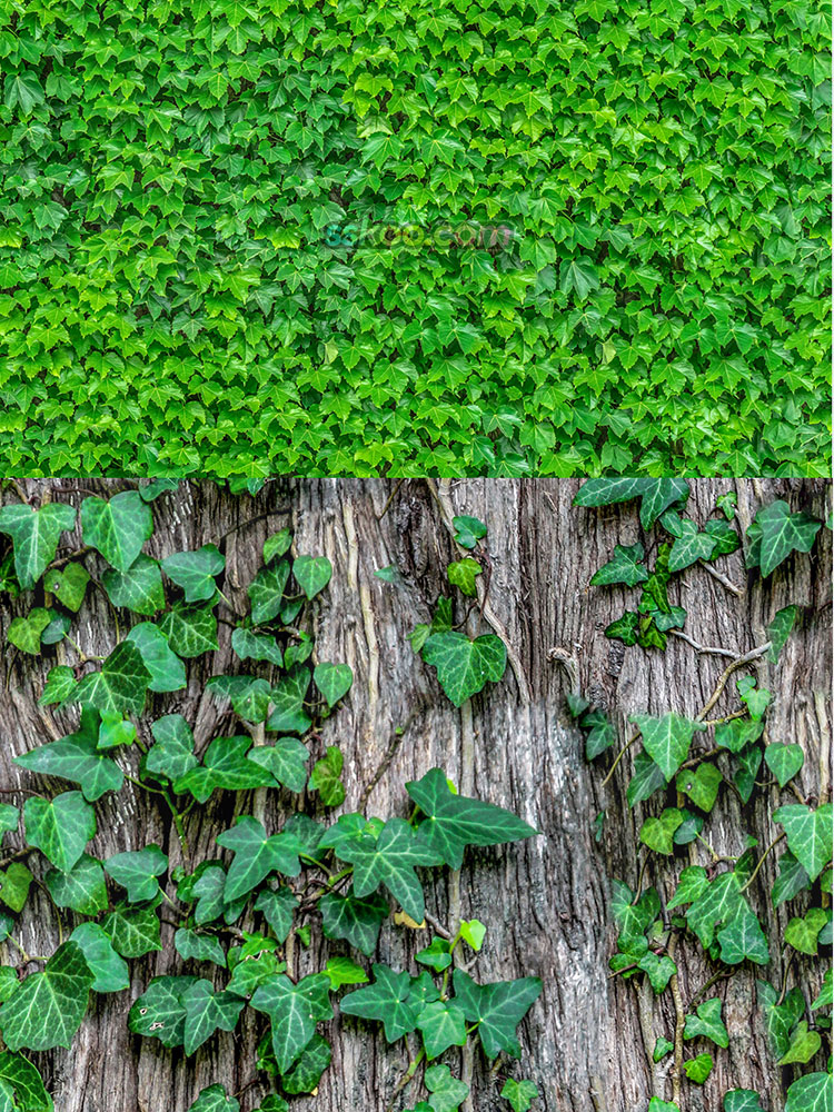 草地草坪绿色植物高清JPG摄影图片4K壁纸背景海报插图设计素材插图8