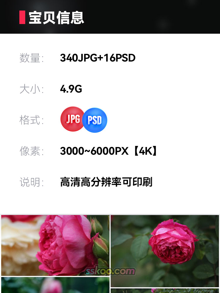 玫瑰花月季场景高清JPG摄影特写照片4K壁纸背景图片插图设计素材插图1