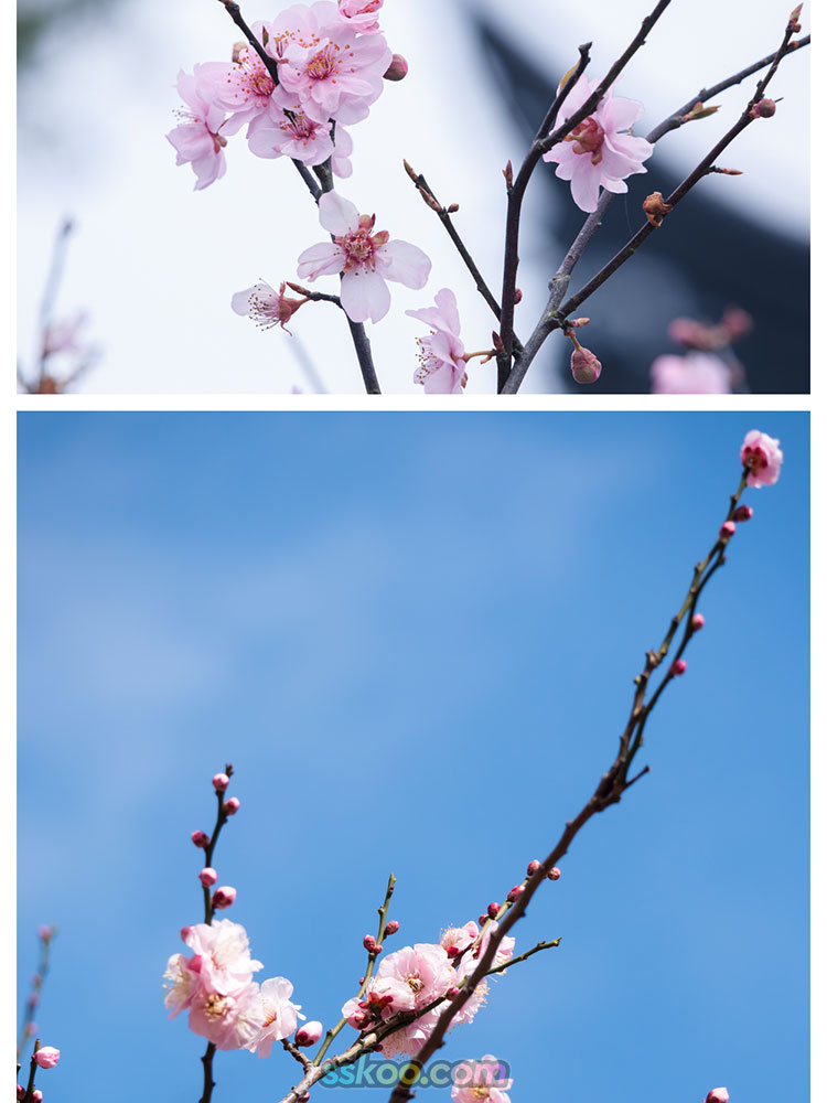 梅花寒梅腊梅雪中枝头红黄粉白花卉植物摄影特写高清照片图片素材插图2