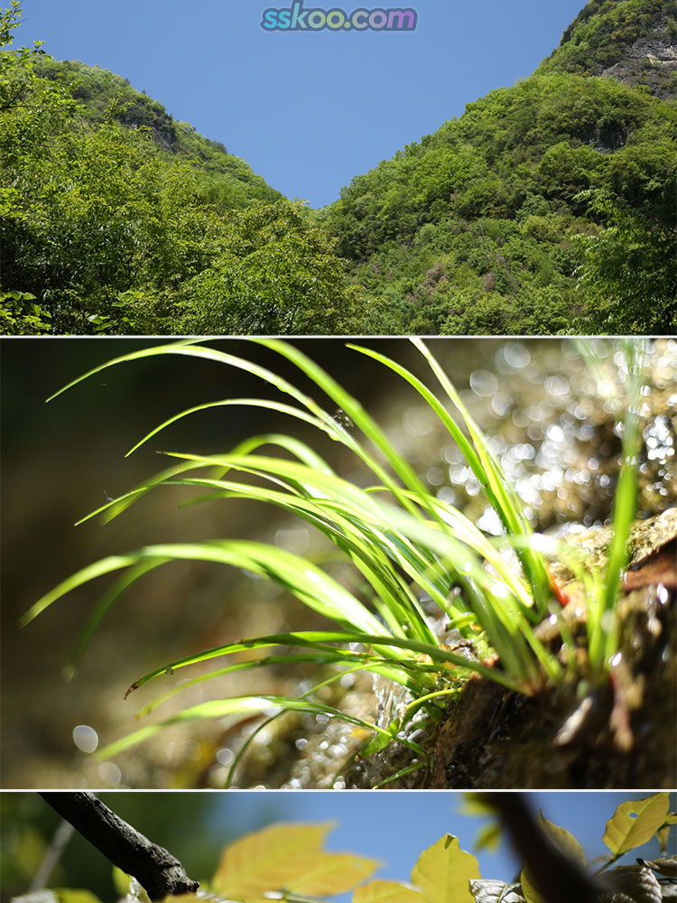 野外山林植物花卉种植月季花玫瑰花绿植风景特写照片高清图片素材插图4