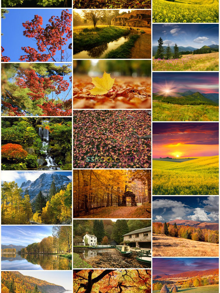 秋日树林落叶美景高清JPG摄影照片4K壁纸背景图片插图设计素材插图15