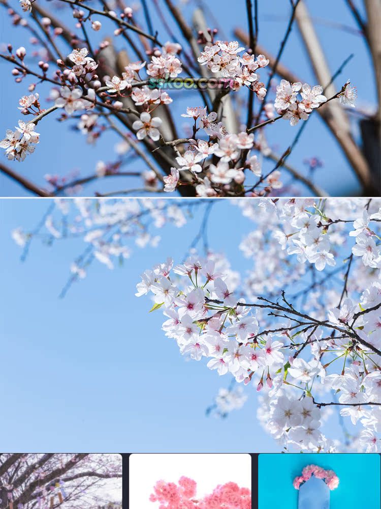 樱花图片唯美插图特写照片风景壁纸高清4K摄影图片设计背景素材插图7