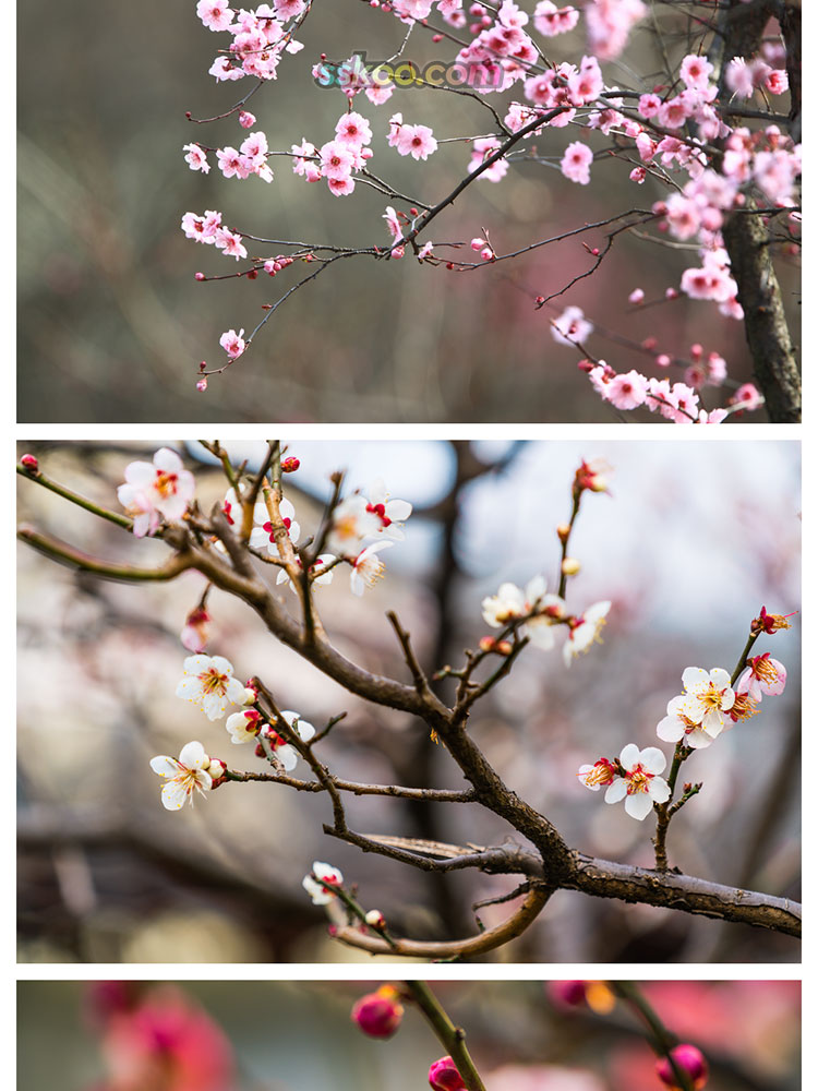 梅花寒梅腊梅雪中枝头红黄粉白花卉植物摄影特写高清照片图片素材插图5