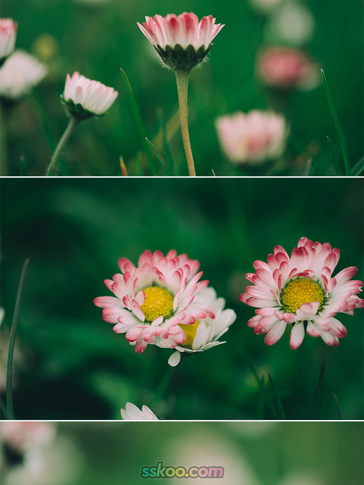 青草地菊花雏菊野菊花风景高清JPG摄影照片花卉图片海报背景素材插图2